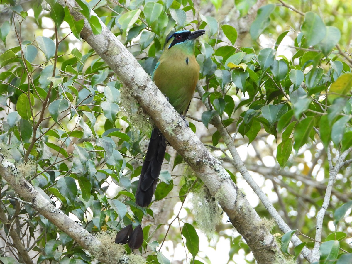 Lesson's Motmot - Barry Reed