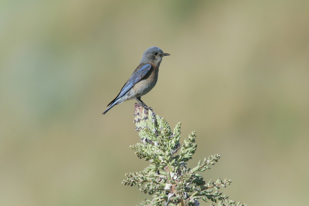 Western Bluebird - Ryan Terrill