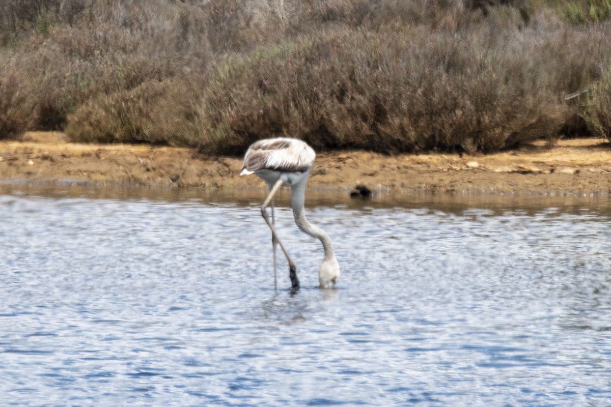 Greater Flamingo - ML444126651