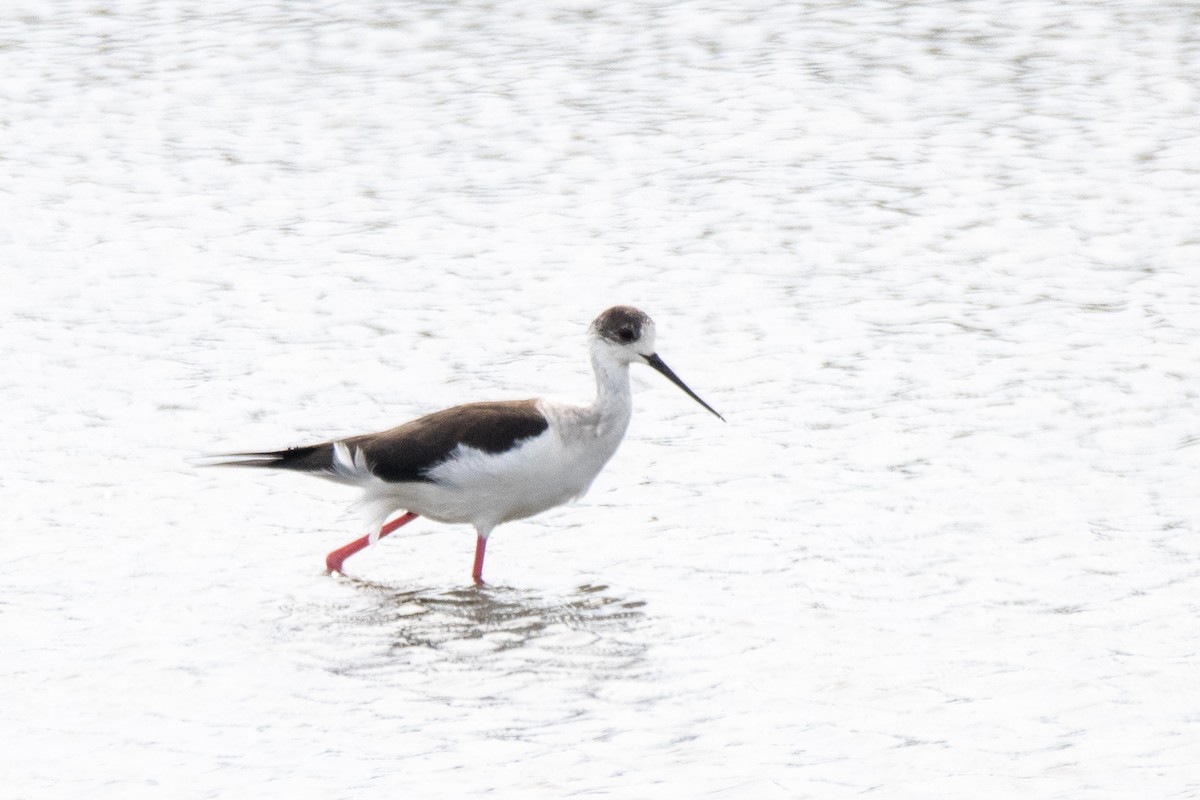 Black-winged Stilt - Cornelia Hürzeler