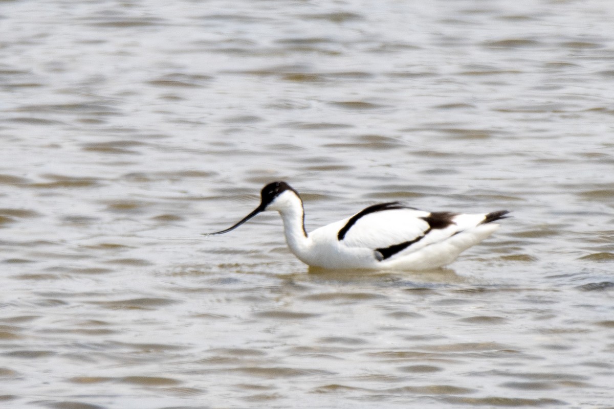 Pied Avocet - ML444126871