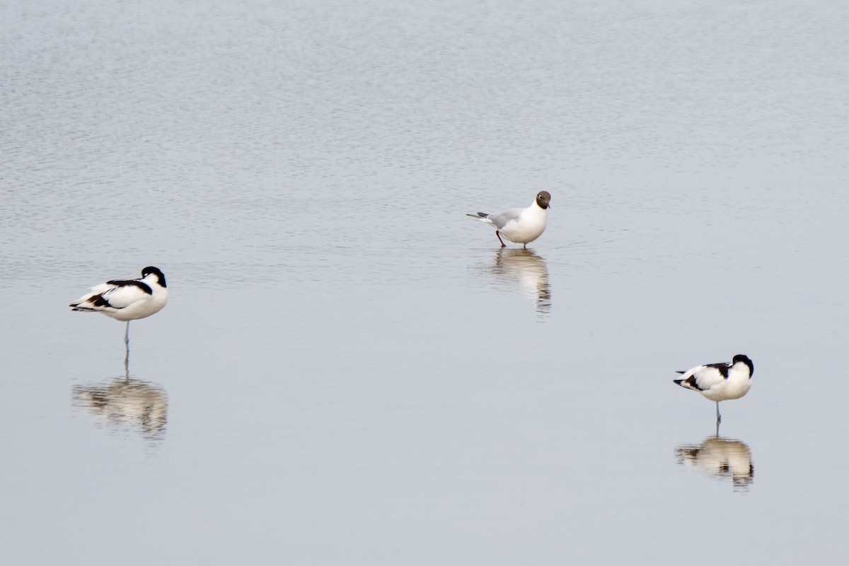 Black-headed Gull - ML444127001