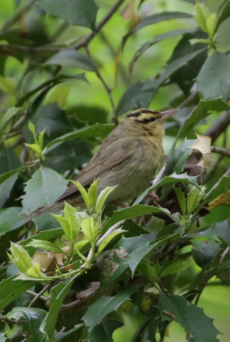 Worm-eating Warbler - ML444129921