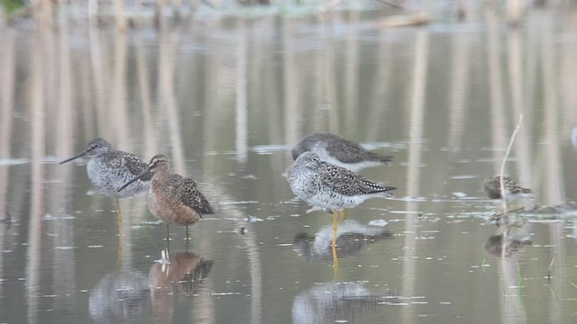 Long-billed Dowitcher - ML444131181