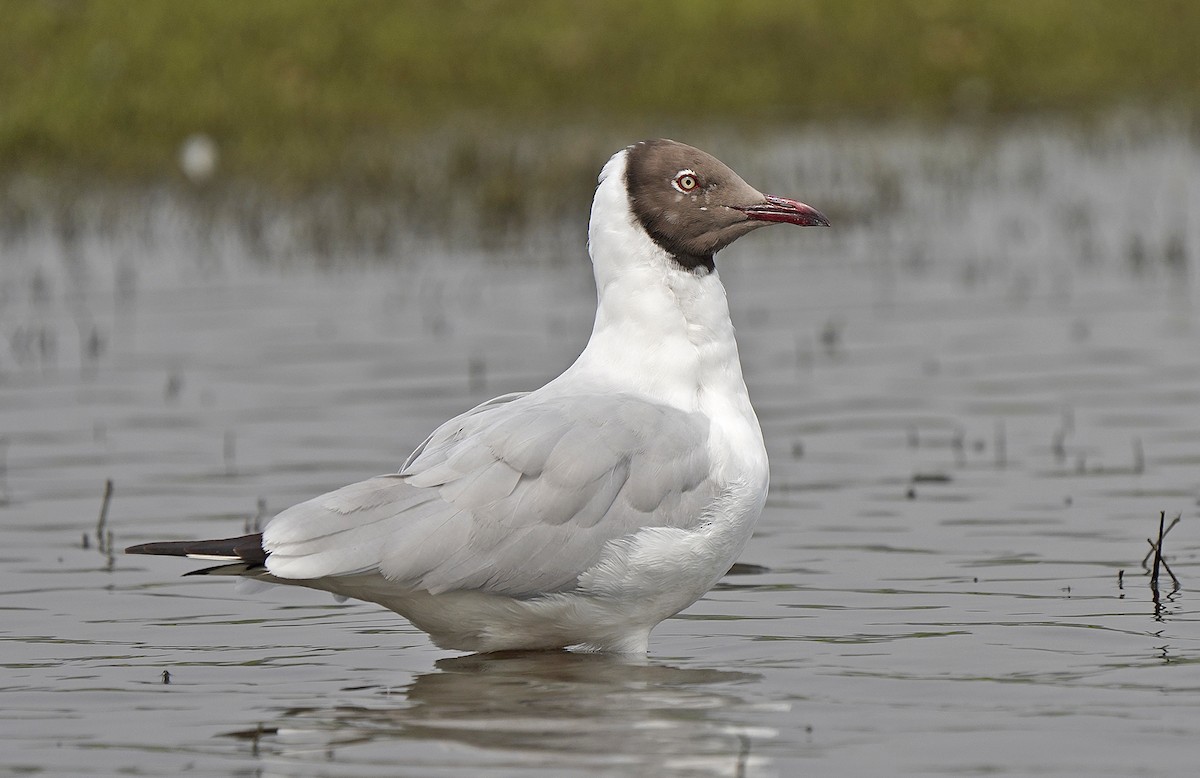 Brown-headed Gull - ML444132621