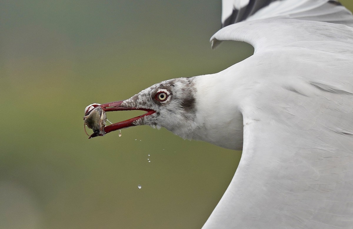 Brown-headed Gull - ML444132911