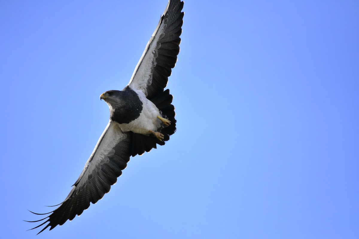Black-chested Buzzard-Eagle - Felipe Arruda