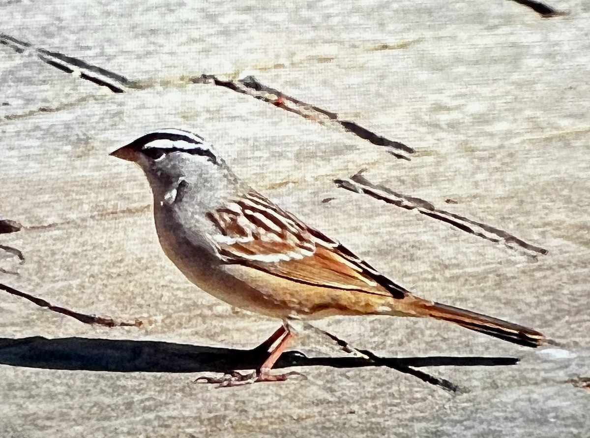 White-crowned Sparrow - ML444133781