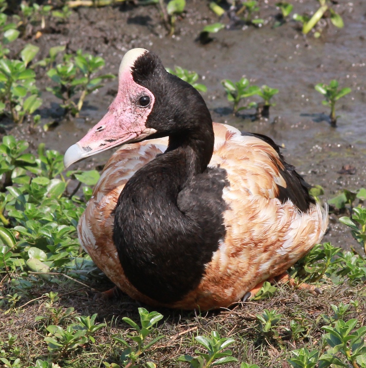 Magpie Goose - ML44413641