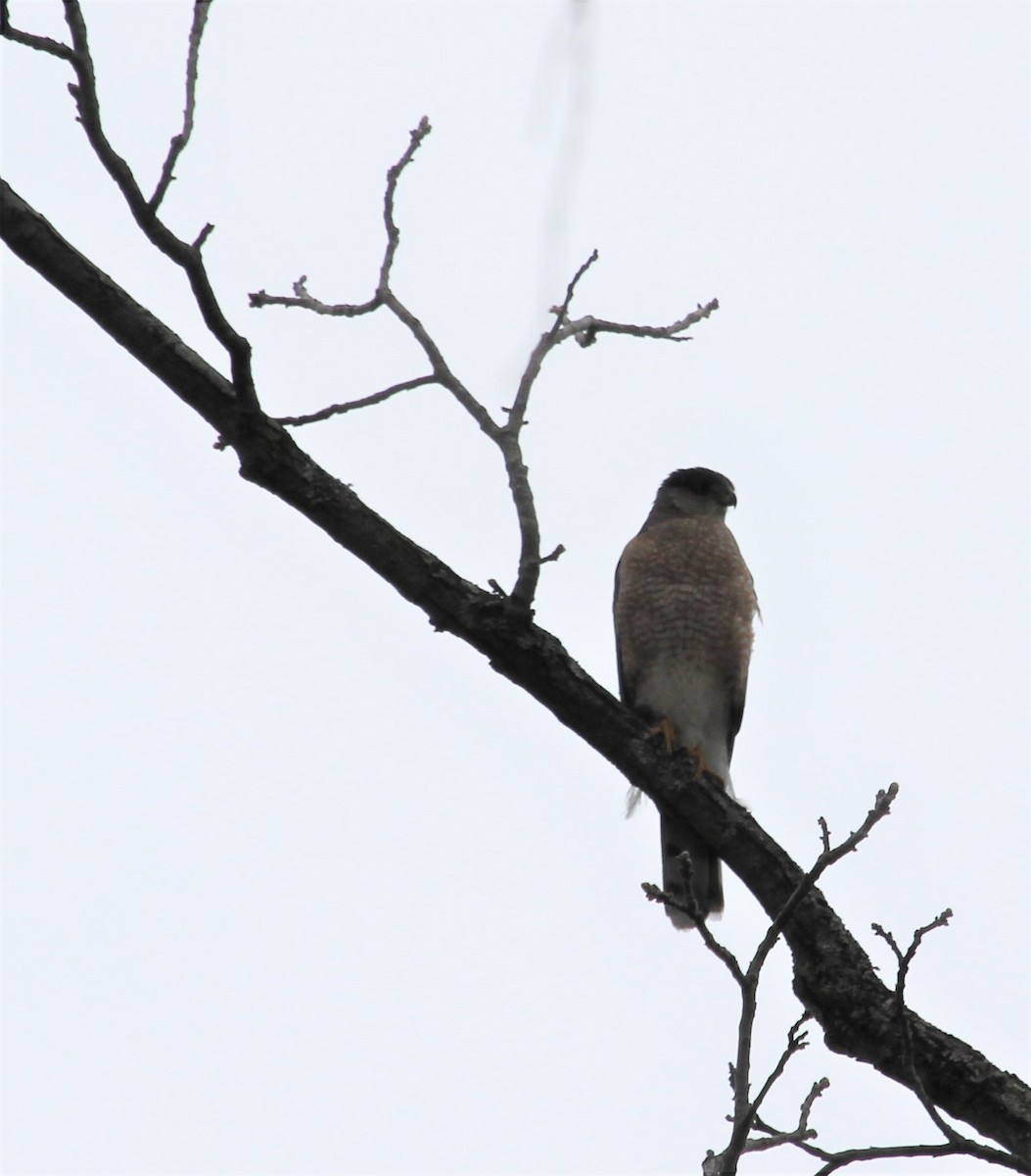 Cooper's Hawk - ML444138341