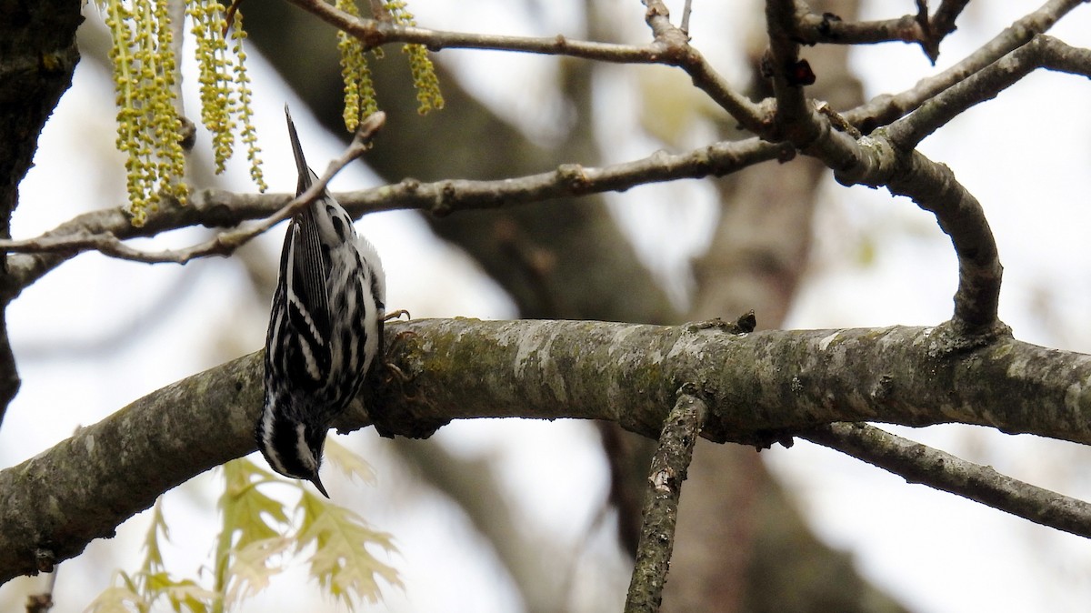 Black-and-white Warbler - ML444138691