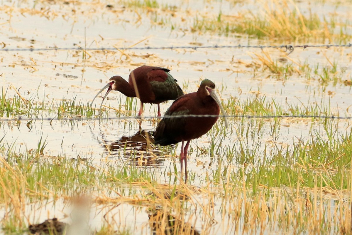 White-faced Ibis - ML444139801