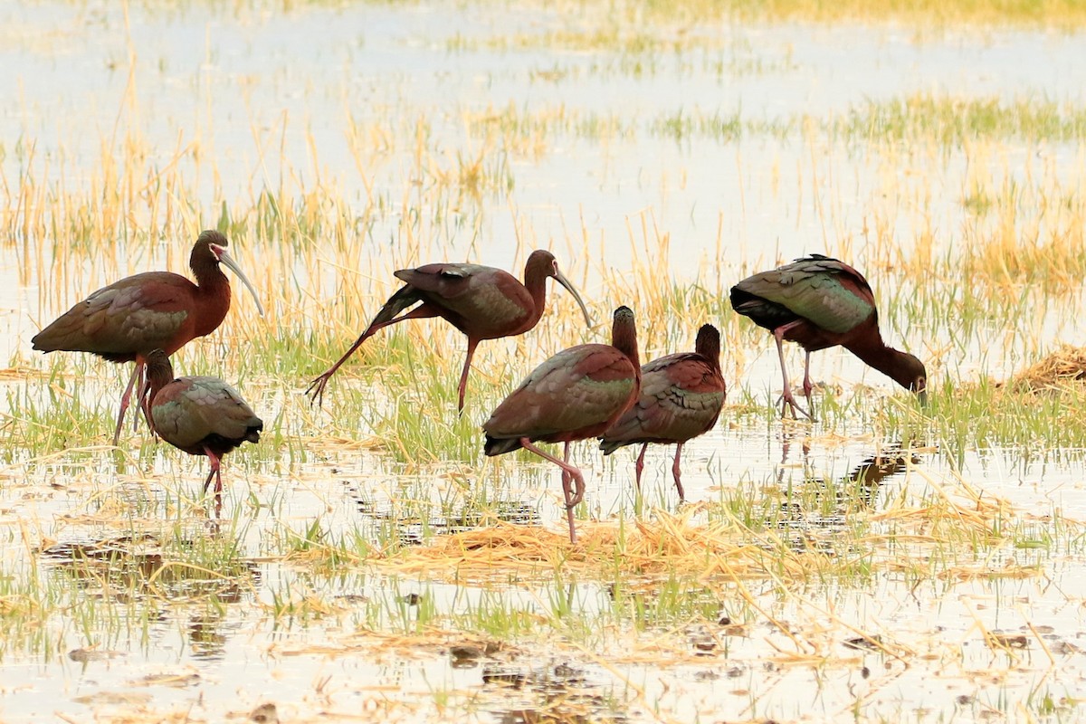 White-faced Ibis - ML444139821