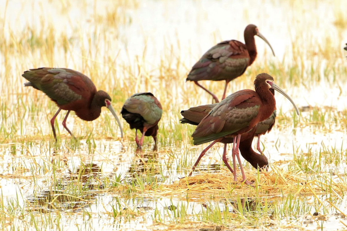 White-faced Ibis - ML444139891