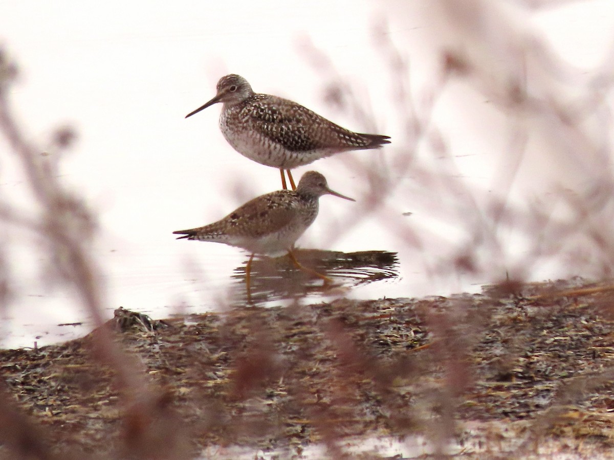 Lesser Yellowlegs - ML444140701