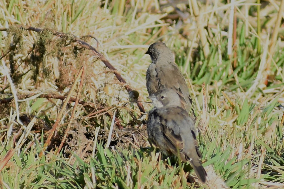 Diuca Finch - Juan Bardier