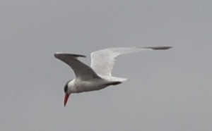 Caspian Tern - Bill Uttenweiler