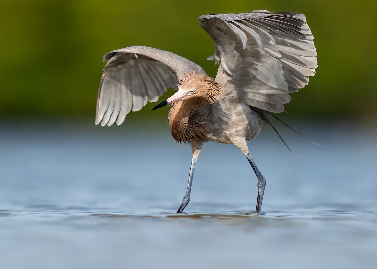 Reddish Egret - ML444145061