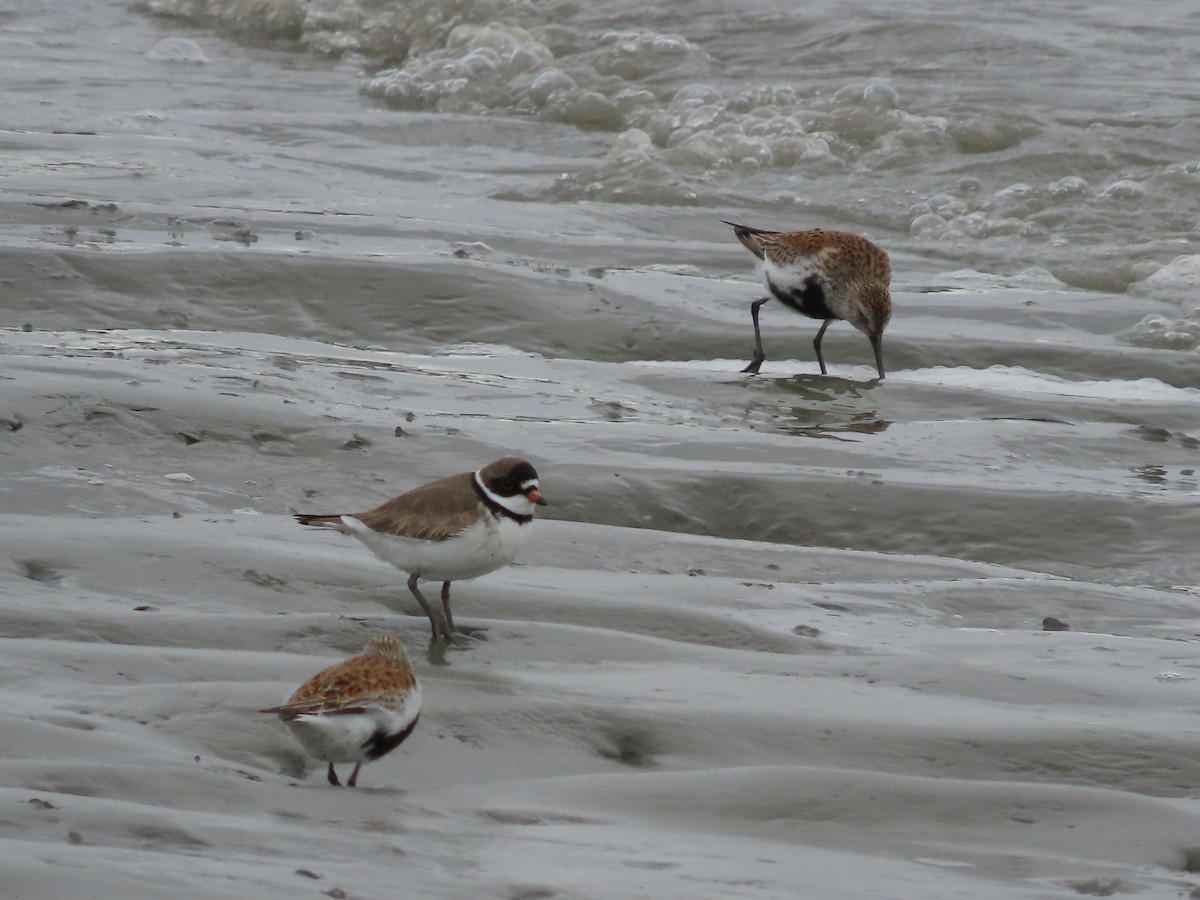 Semipalmated Plover - Laura Burke