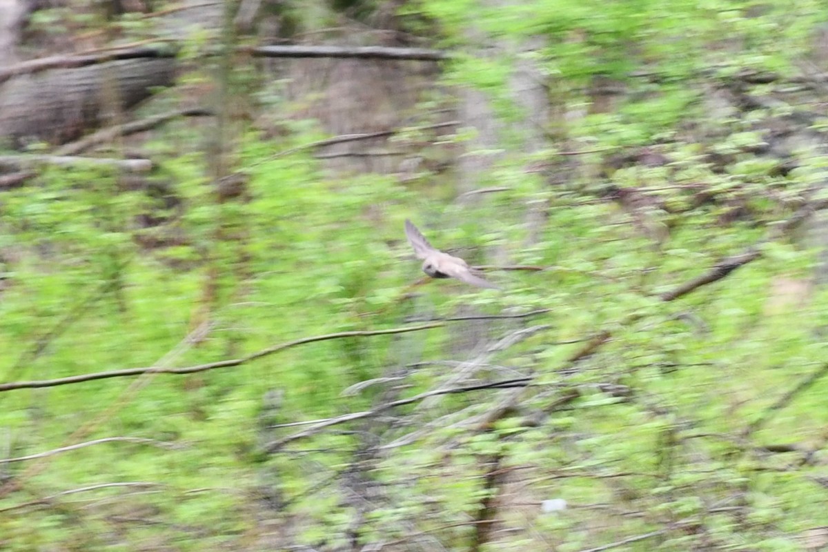 Northern Rough-winged Swallow - Brian Kenney