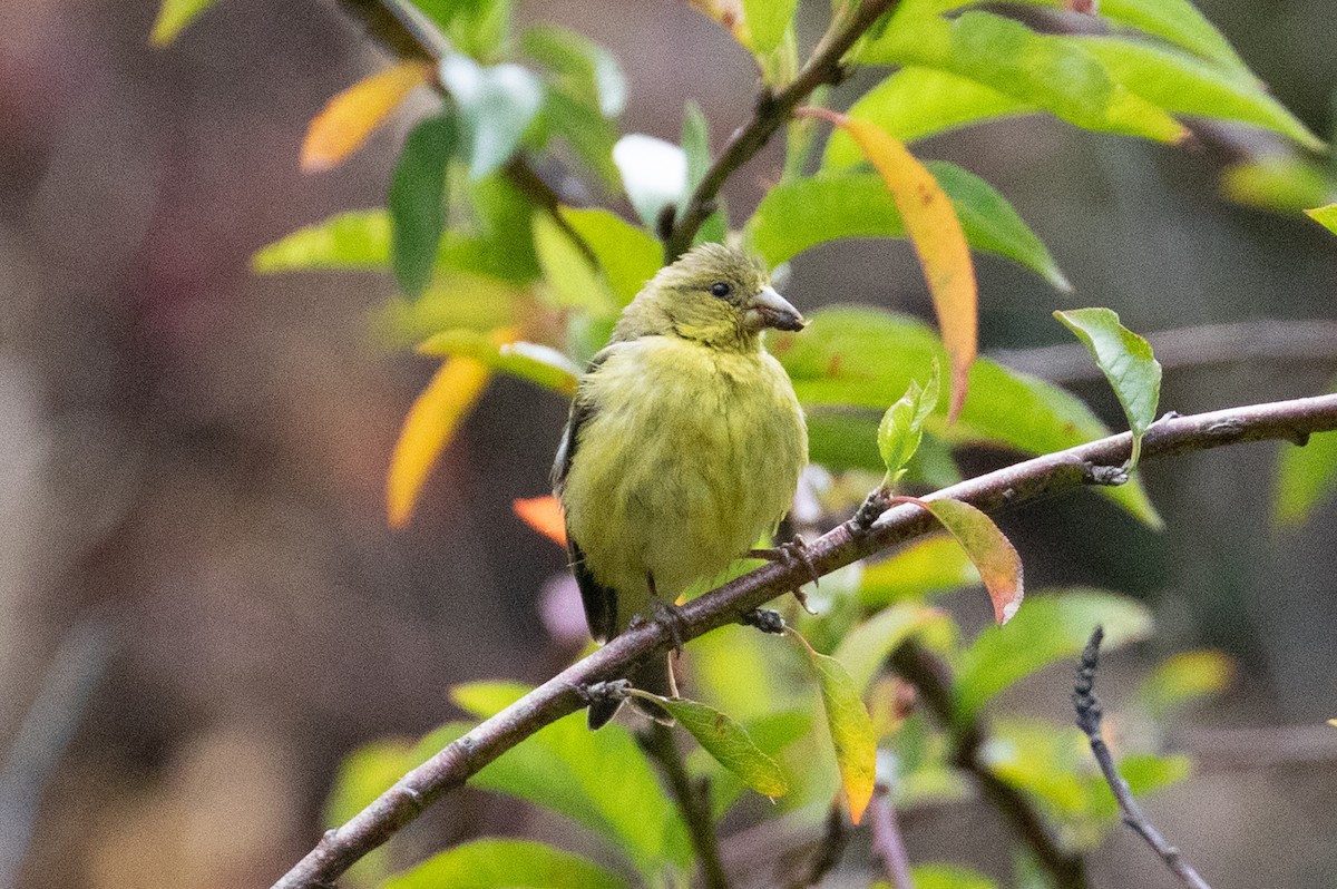 Lesser Goldfinch - ML444146601