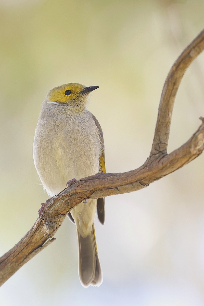 White-plumed Honeyeater - ML444146711