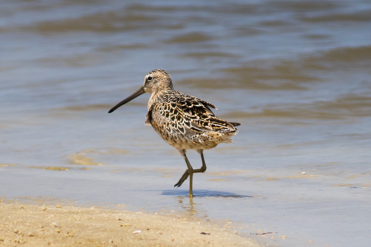 Short-billed Dowitcher - ML444147121