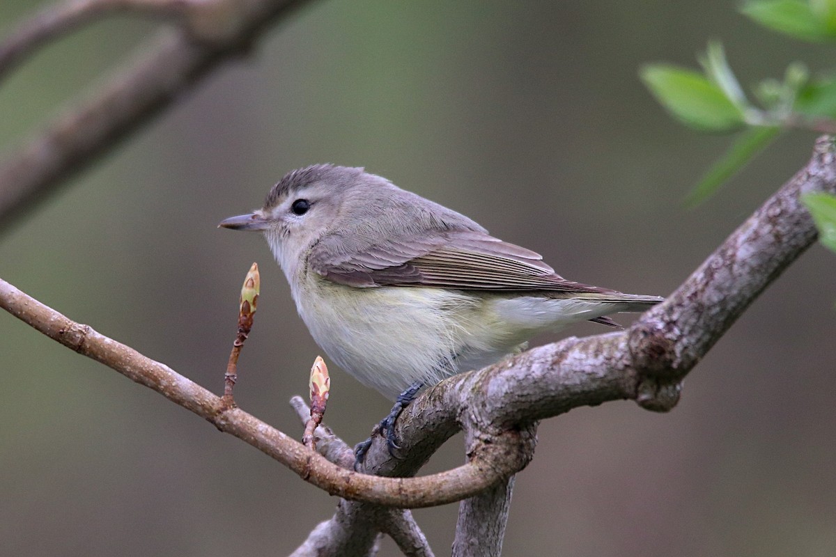 Warbling Vireo - Anthony Macchiarola