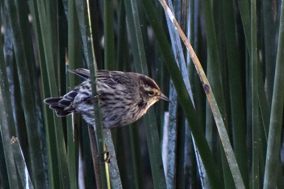 Yellow-winged Blackbird - ML444147371