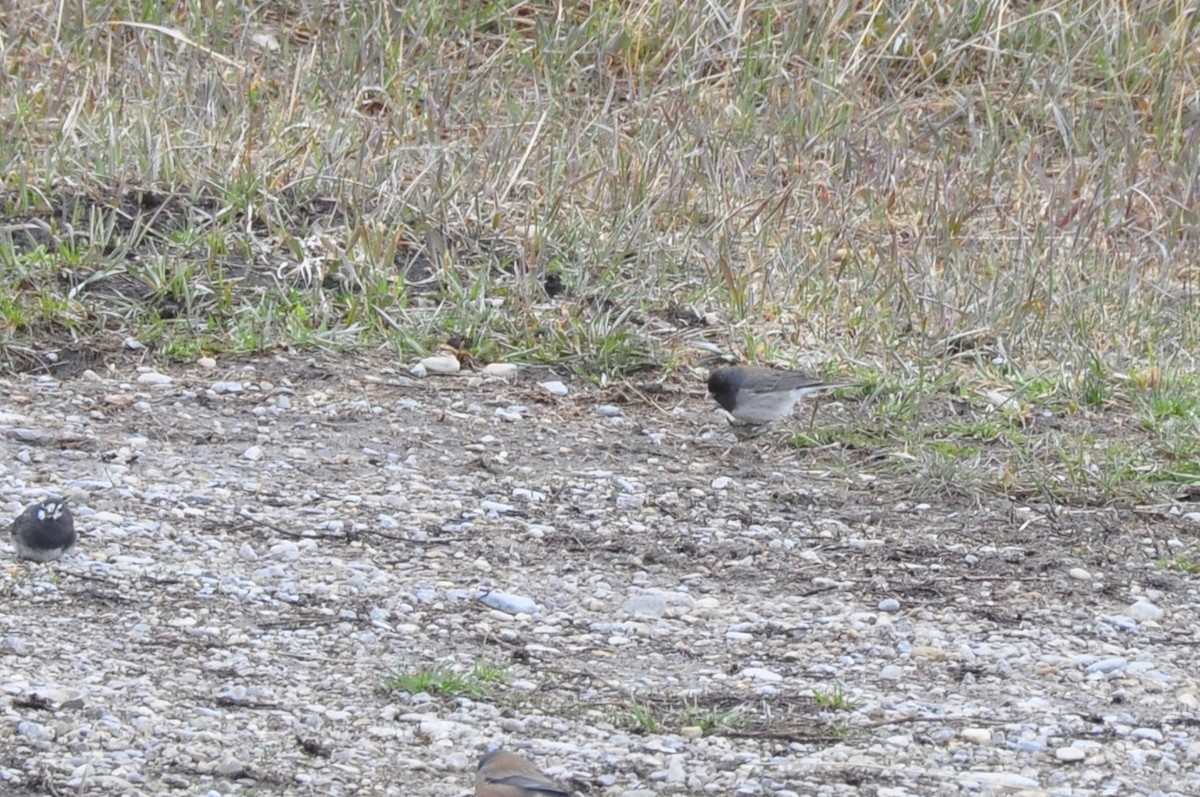 Dark-eyed Junco (cismontanus) - ML444147761