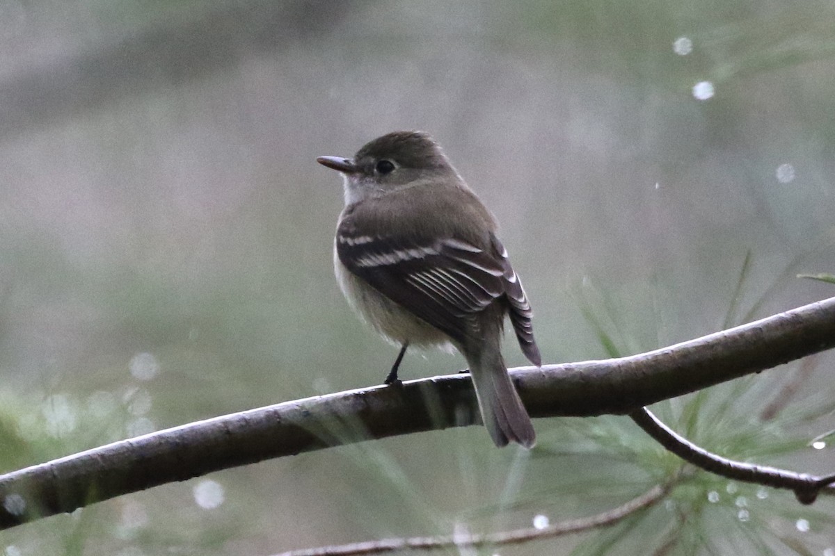 Least Flycatcher - ML444147781