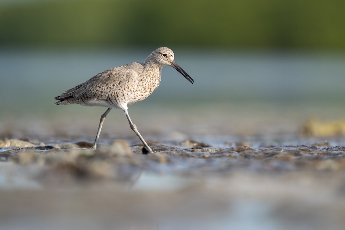 Willet - ML444149111