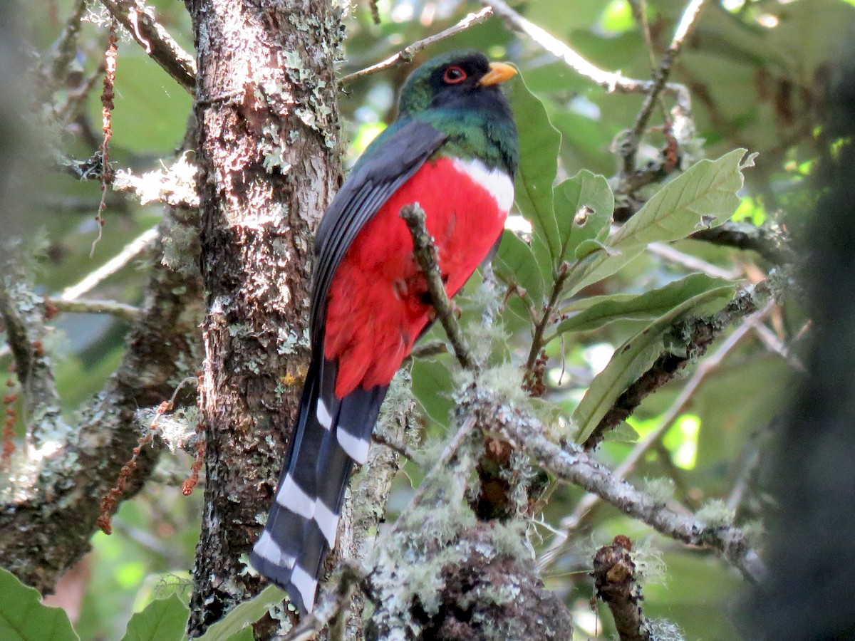 Mountain Trogon