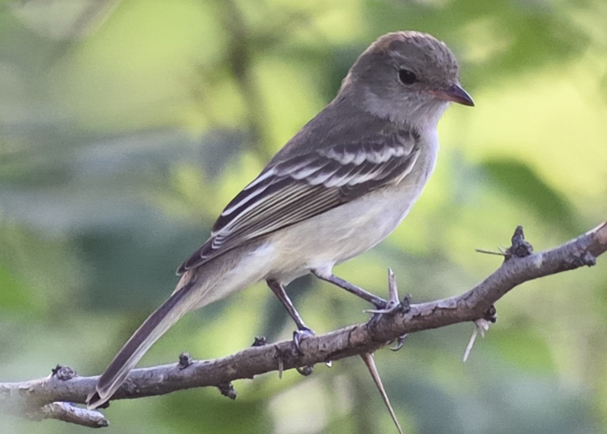 Caribbean Elaenia - Michiel Oversteegen