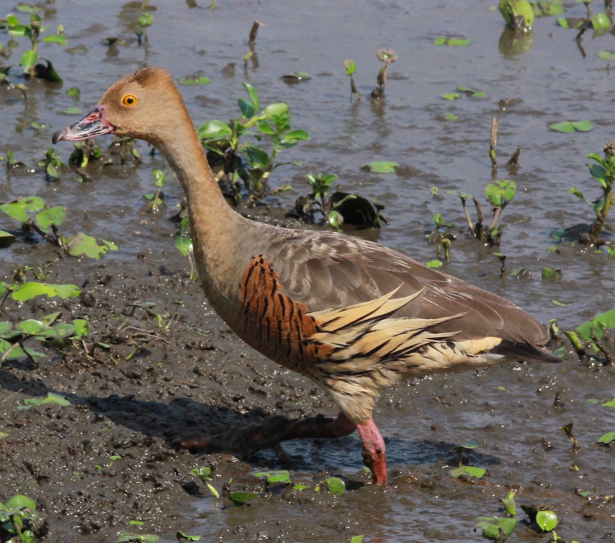 Plumed Whistling-Duck - Dave Czaplak