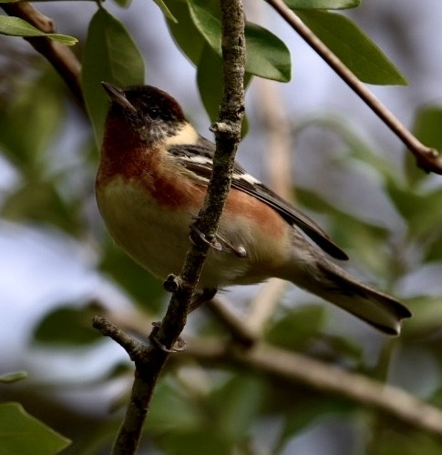 Bay-breasted Warbler - Dean Silvers