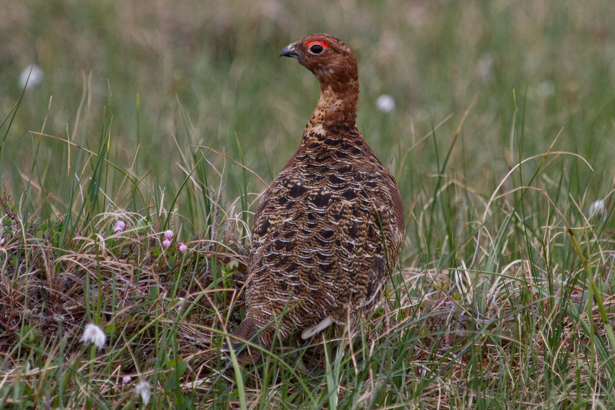 Willow Ptarmigan - ML44415411