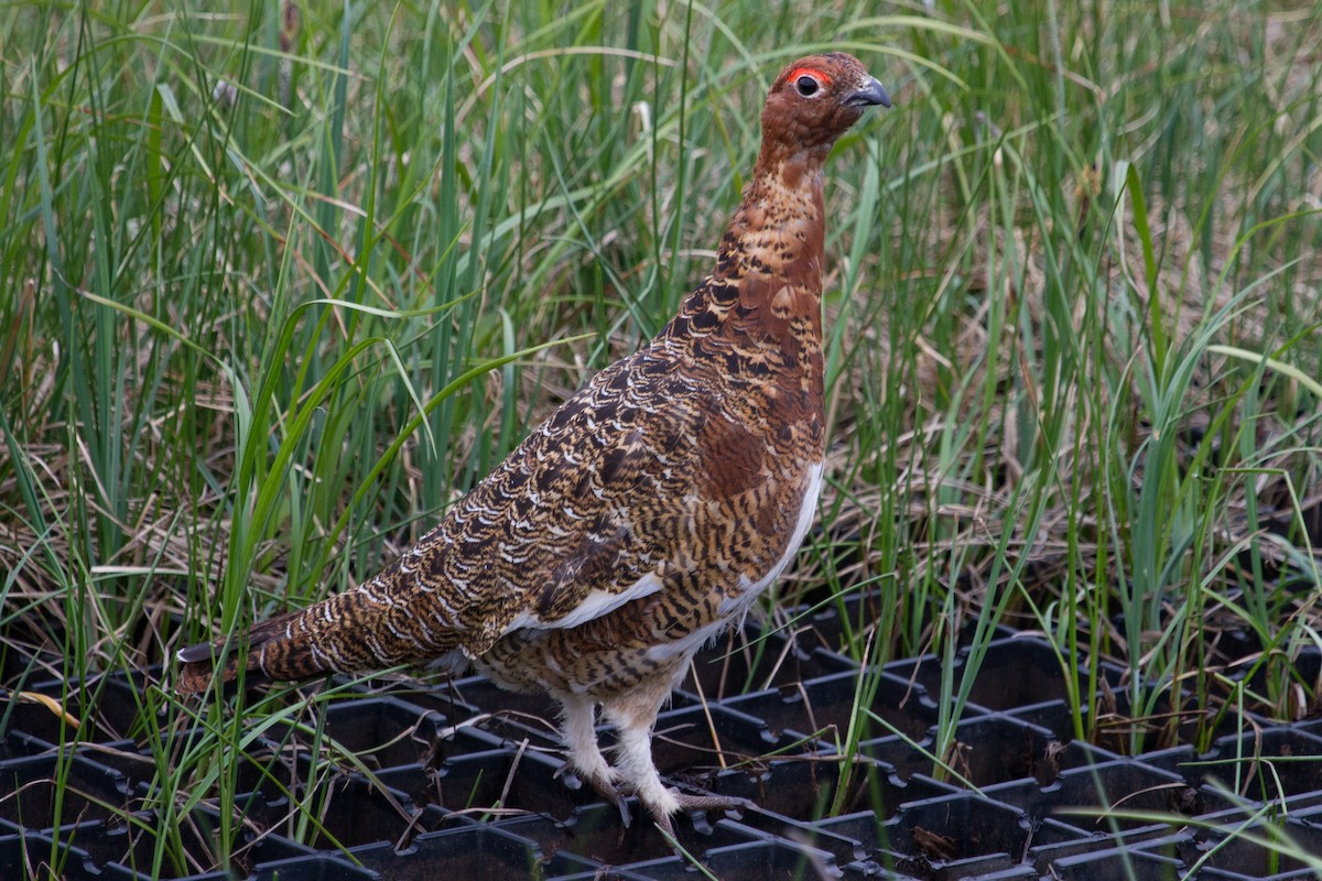 Moorschneehuhn - ML44415421