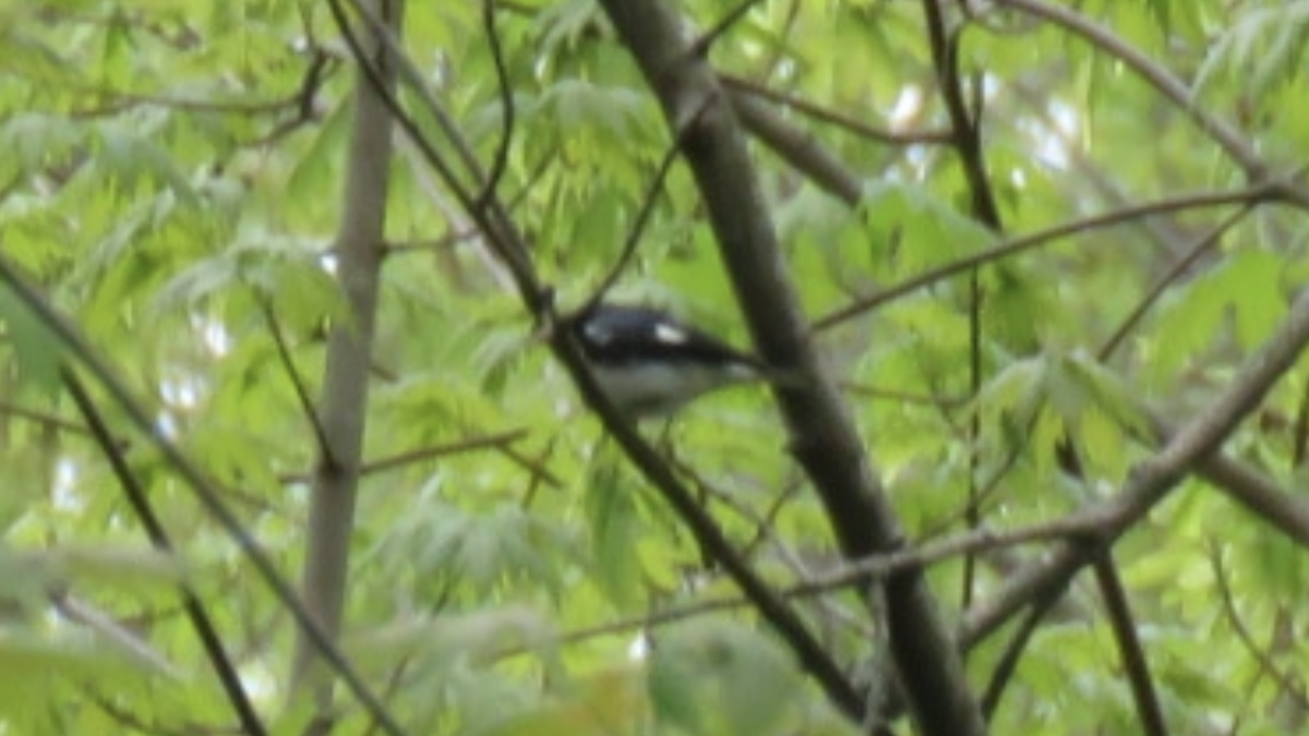 Black-throated Blue Warbler - ML444154311
