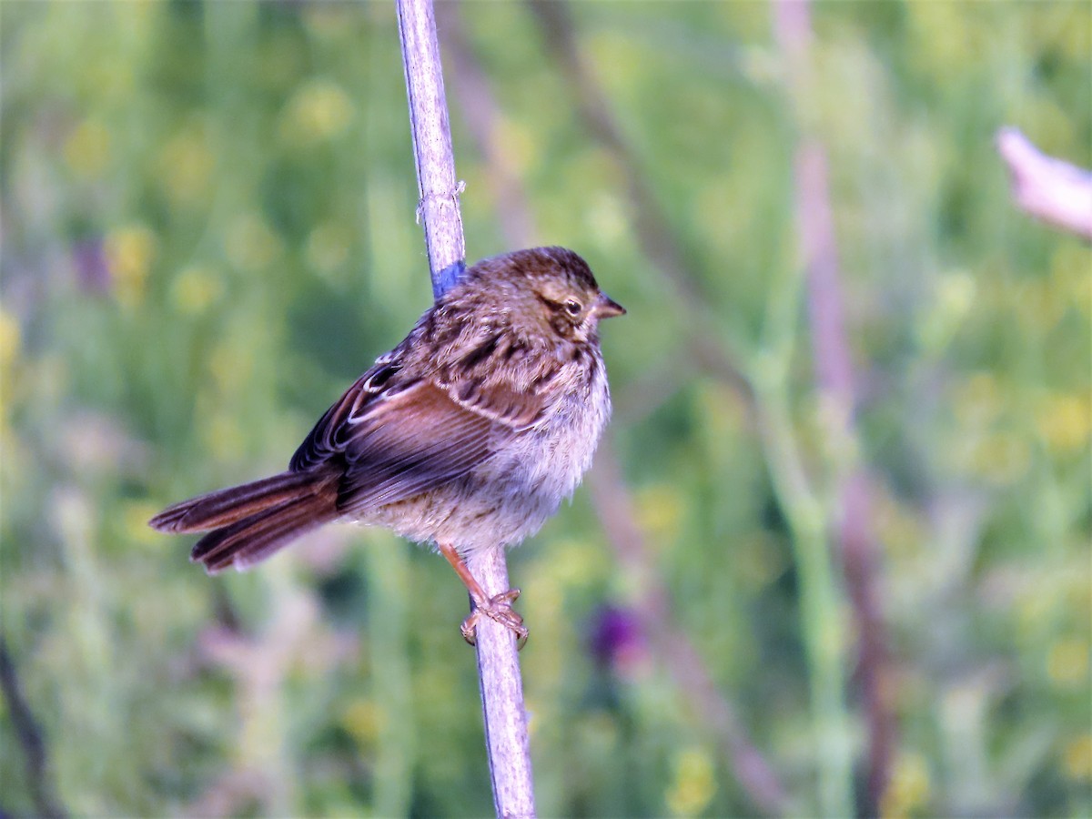 Song Sparrow (heermanni Group) - ML444154341
