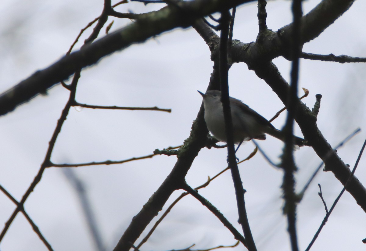 Blue-gray Gnatcatcher - ML444155871