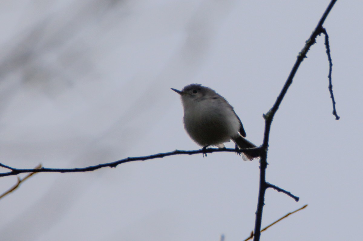 Blue-gray Gnatcatcher - ML444155951