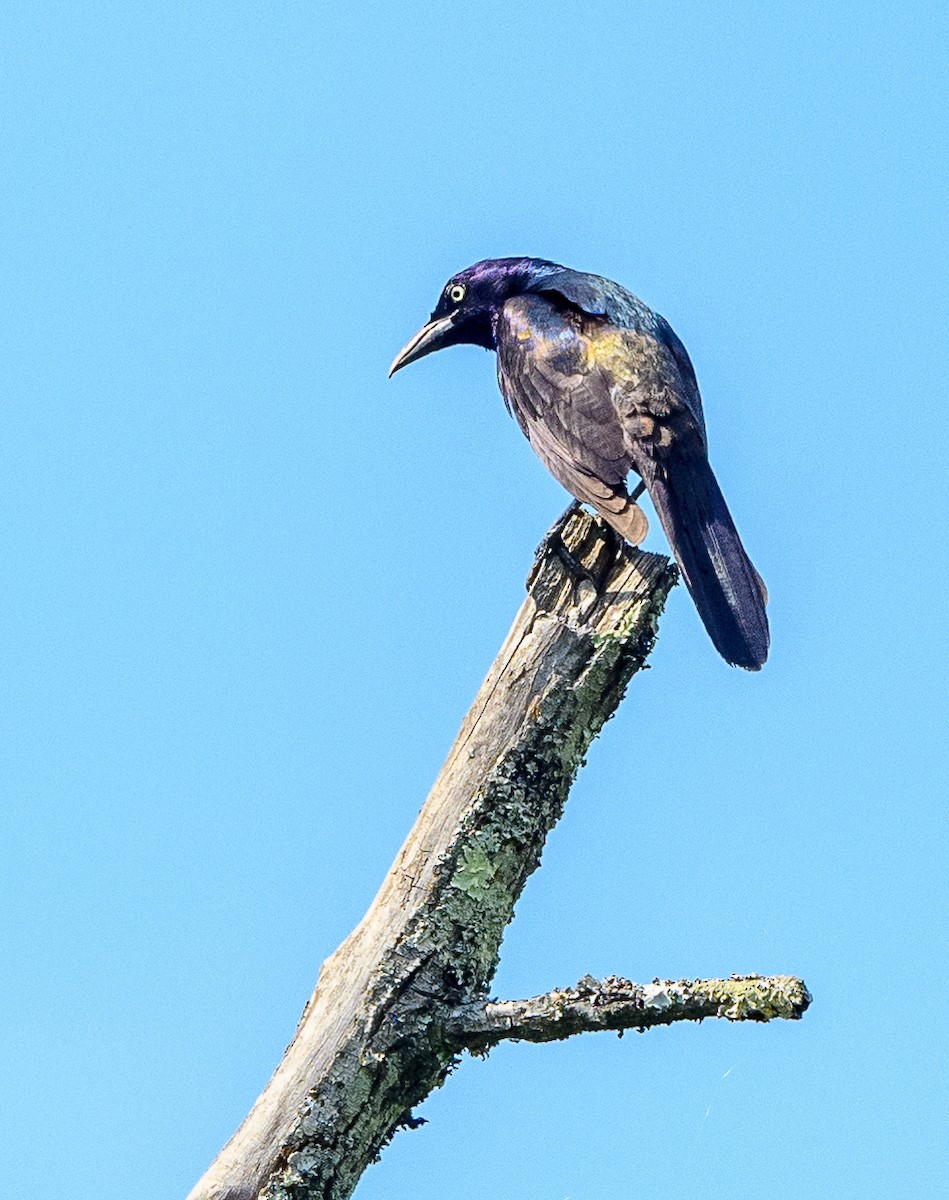 Common Grackle - ML444156401