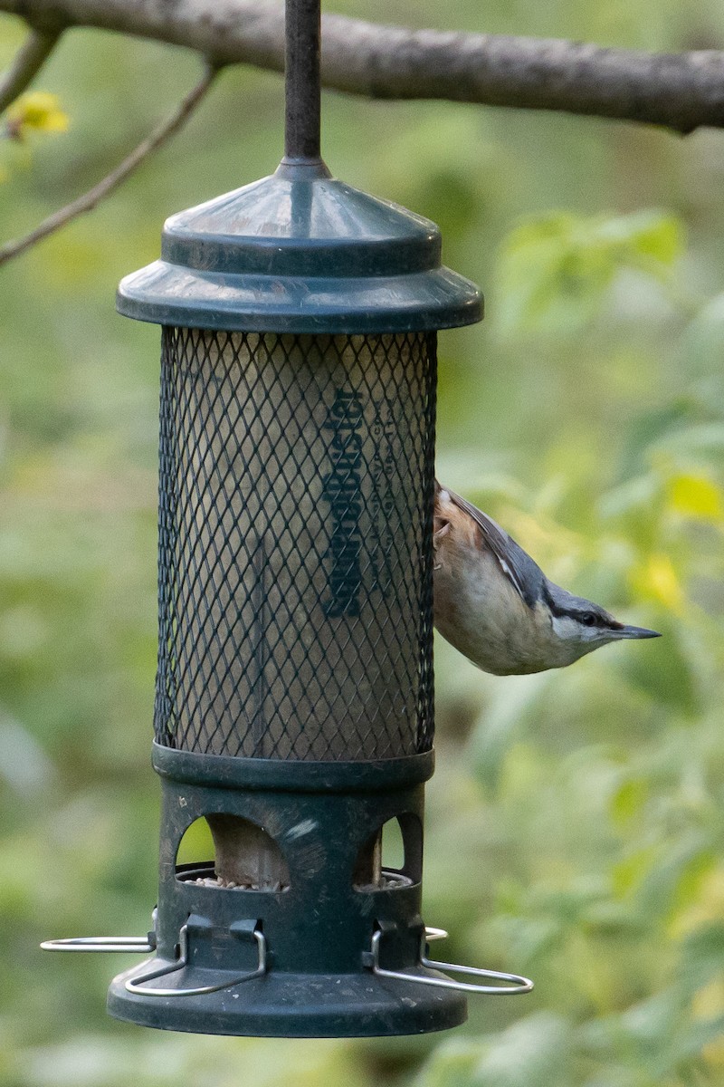 ゴジュウカラ - ML444158111
