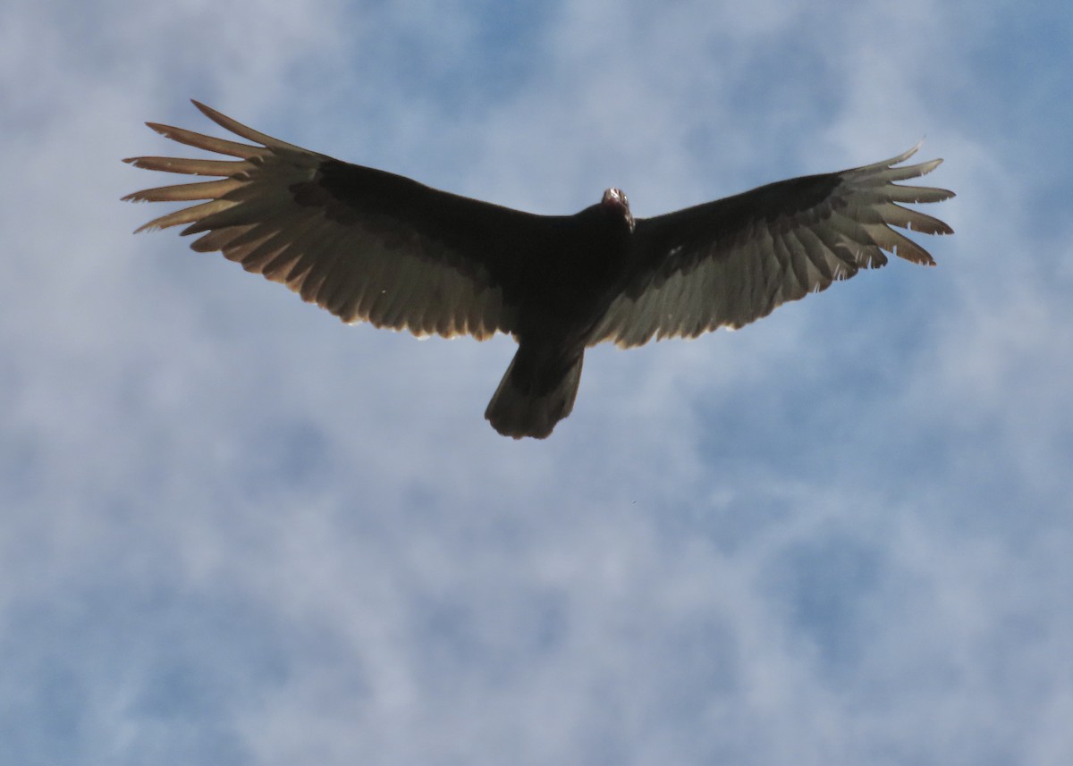 Turkey Vulture - ML444160311