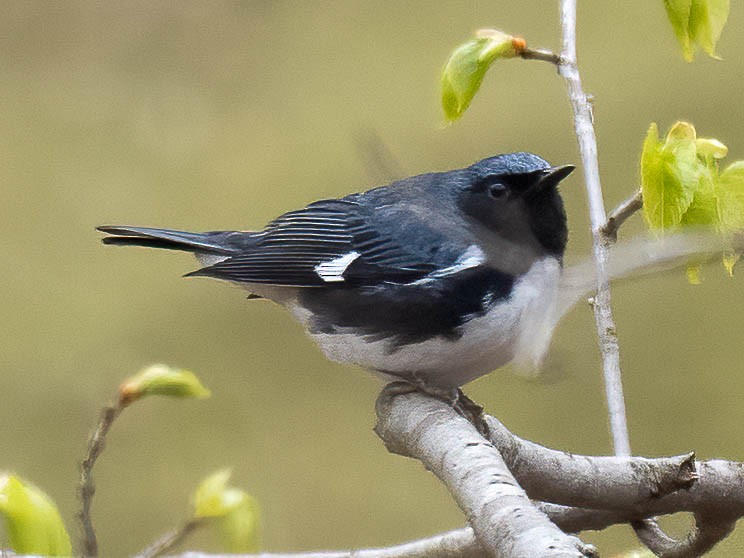 Black-throated Blue Warbler - ML444160331