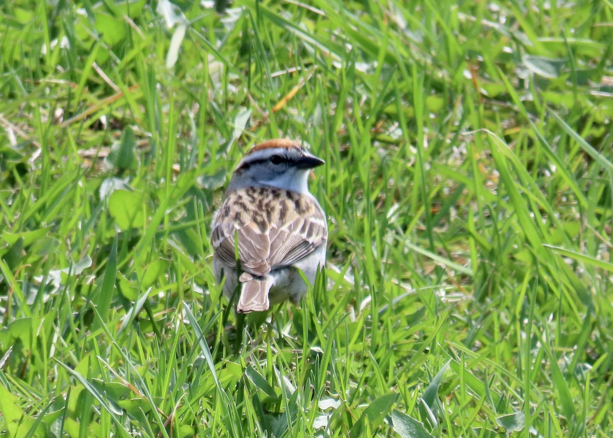 Chipping Sparrow - ML444160501