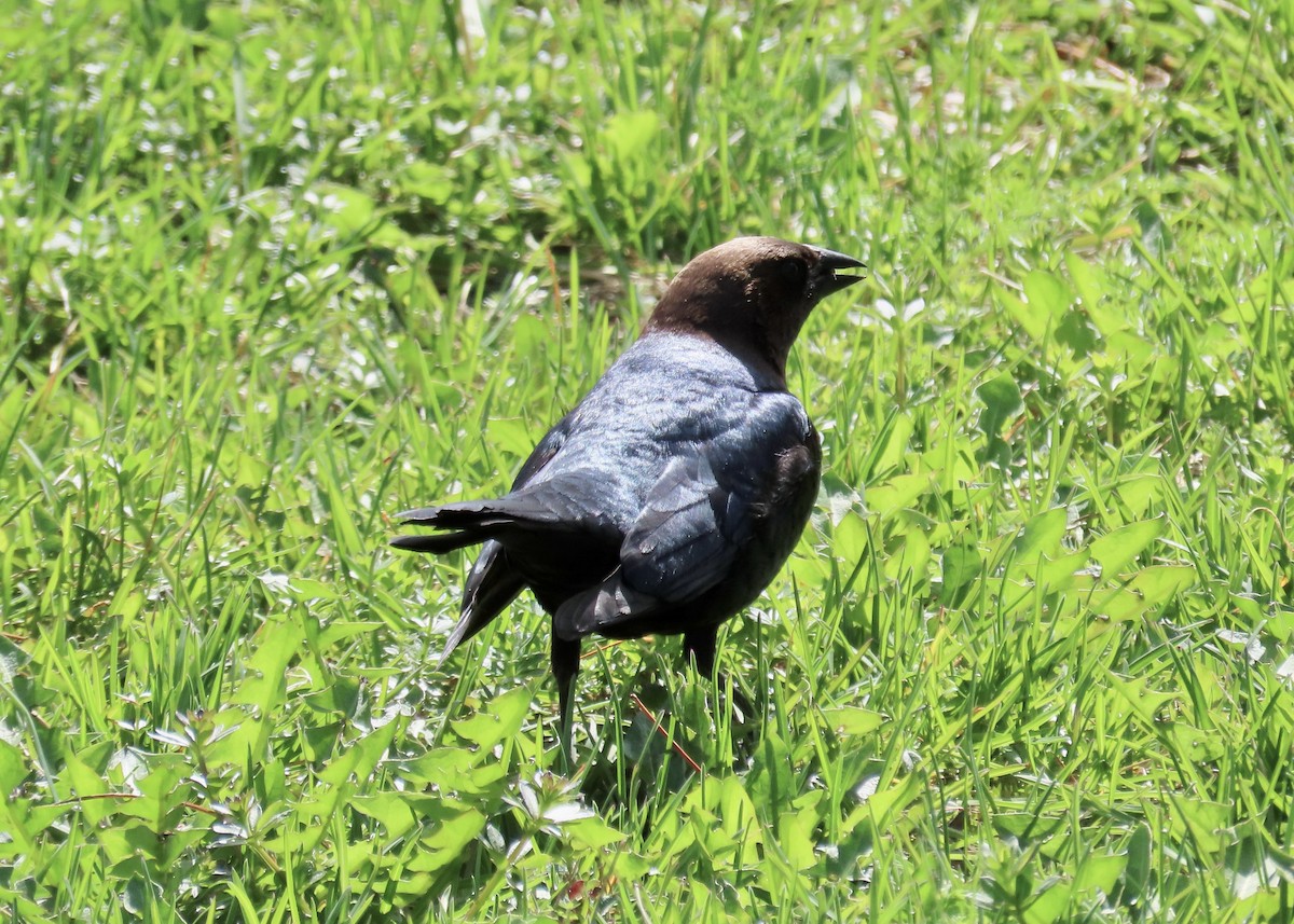 Brown-headed Cowbird - ML444160731