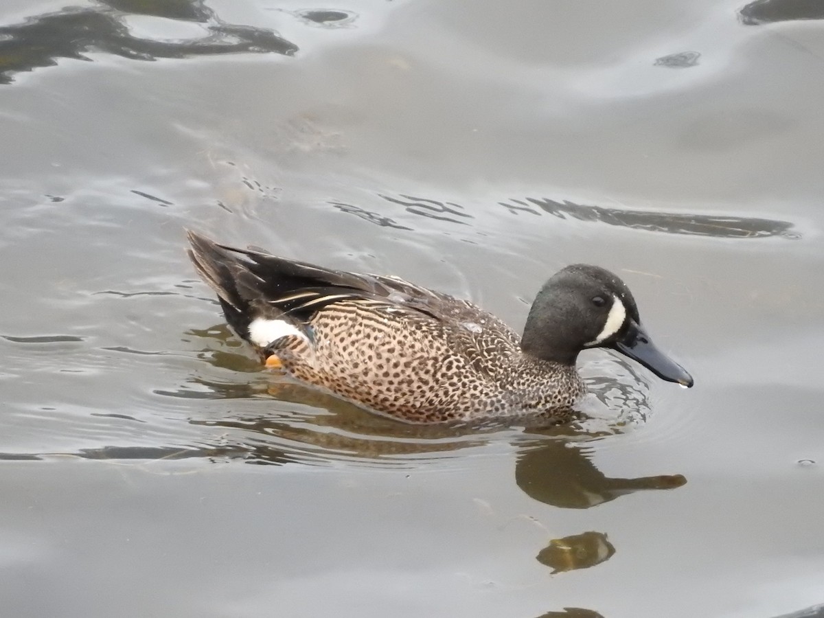 Blue-winged Teal - ML444161401