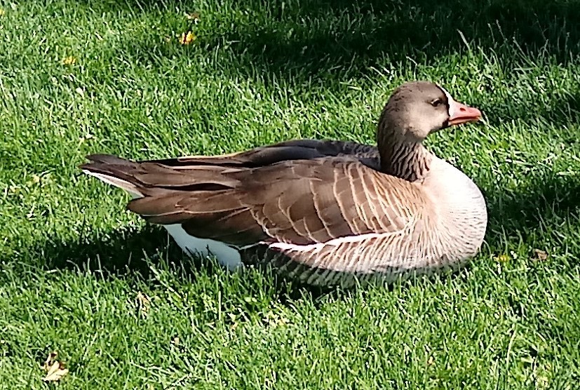 Greater White-fronted Goose - ML444162671